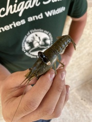 Procambarus clarkii