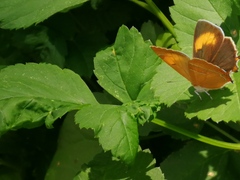 Thecla betulae