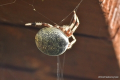 Araneus marmoreus