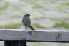 Phoenicurus ochruros gibraltariensis