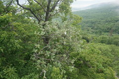 Aria umbellata