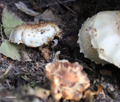 Pholiota squarrosa