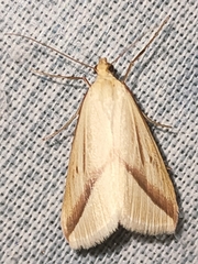 Rhodometra sacraria