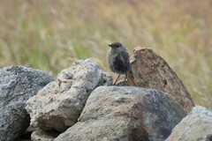 Phoenicurus ochruros gibraltariensis
