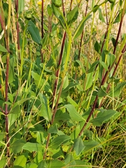 Helianthus pauciflorus