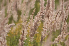 Calamagrostis epigejos