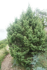 Juniperus deltoides