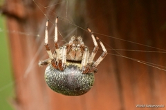 Araneus marmoreus