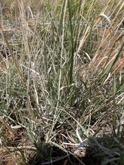 Sporobolus cryptandrus