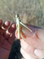 Euchorthippus pulvinatus