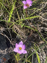 Romulea rosea
