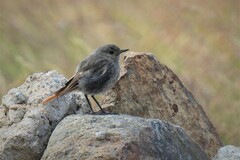 Phoenicurus ochruros gibraltariensis