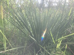 Dasylirion parryanum