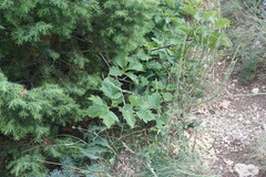 Torminalis glaberrima