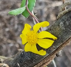 Senecio burchellii