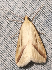 Rhodometra sacraria