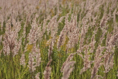 Calamagrostis epigejos