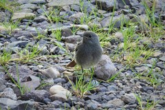Phoenicurus ochruros gibraltariensis