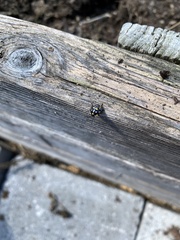 Murgantia histrionica