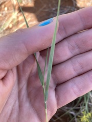 Sporobolus cryptandrus