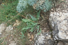 Takhtajaniantha crispa