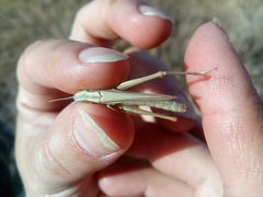 Euchorthippus pulvinatus