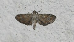 Eupithecia icterata