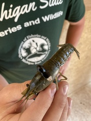 Procambarus clarkii