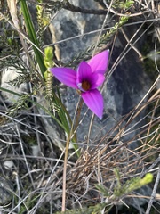Romulea rosea
