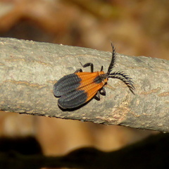 Caenia dimidiata