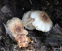Pholiota squarrosa