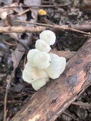 Tetrapyrgos nigripes