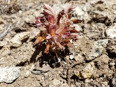 Aphyllon corymbosum