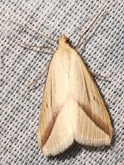 Rhodometra sacraria