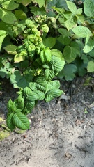 Rubus allegheniensis