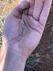 Sporobolus cryptandrus