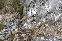 Campanula sibirica