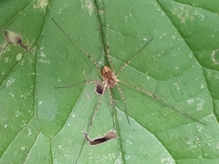 Oligolophinae