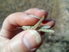 Euchorthippus pulvinatus