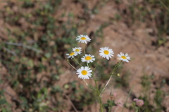 Tripleurospermum inodorum