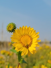 Grindelia squarrosa
