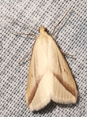 Rhodometra sacraria