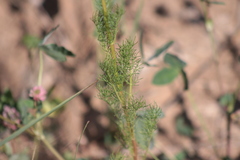Tripleurospermum inodorum