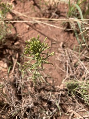 Gutierrezia sarothrae