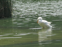 Anas platyrhynchos domesticus