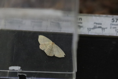 Cyclophora