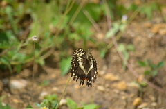 Papilio demodocus