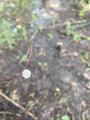 Tetrapyrgos nigripes