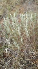 Artemisia filifolia