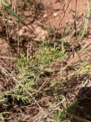 Gutierrezia sarothrae